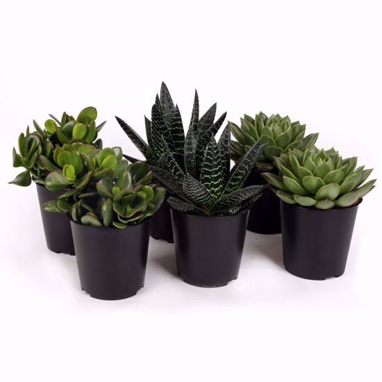 Picture of 5" Succulent Assortment