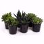 Picture of 5" Succulent Assortment