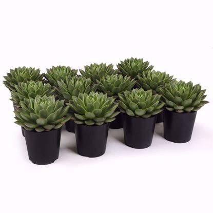 Picture of 5" Echeveria