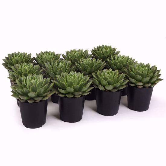 Picture of 5" Echeveria