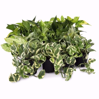 Picture of 5" Pothos Assortment