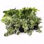Picture of 5" Pothos Assortment