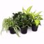 Picture of 5" Foliage Assortment