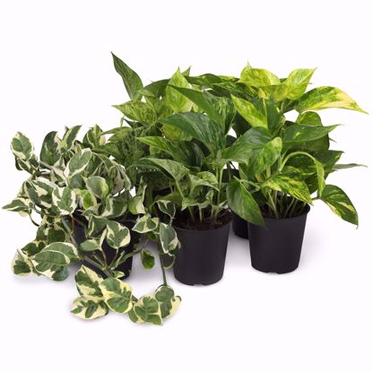 Picture of 5" Pothos Assortment
