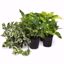 Picture of 5" Pothos Assortment