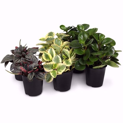 Picture of 5" Peperomia Assortment