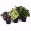 Picture of 5" Peperomia Assortment
