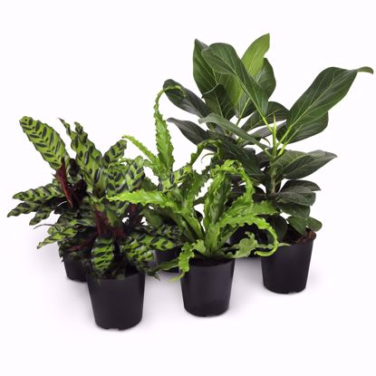 Picture of 5" Foliage Assortment