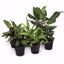 Picture of 5" Foliage Assortment