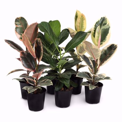 Picture of 5" Ficus Assortment