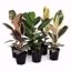 Picture of 5" Ficus Assortment
