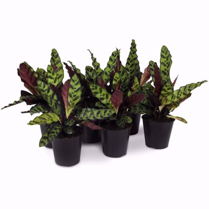 Picture of 5" Rattlesnake Calathea