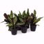 Picture of 5" Rattlesnake Calathea