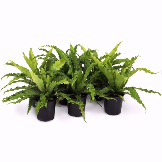 Picture of 5" Birds Nest Fern