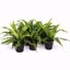 Picture of 5" Birds Nest Fern