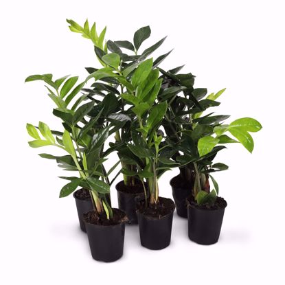 Picture of 5" ZZ Plant
