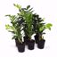 Picture of 5" ZZ Plant