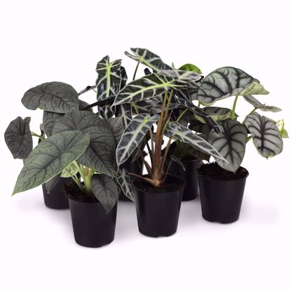 Picture of 5" Fancy Alocasia Assortment