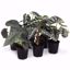 Picture of 5" Fancy Alocasia Assortment