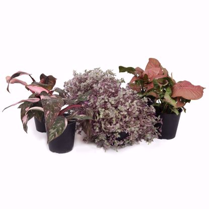 Picture of 5" Color Pop Foliage Assortment