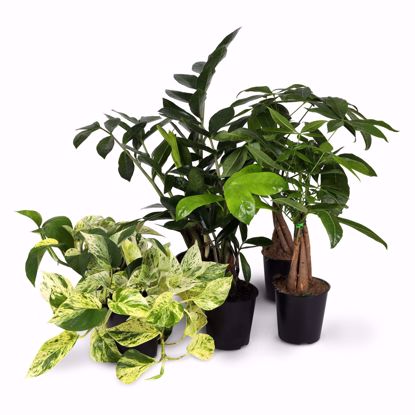 Picture of 5" Easy Care Foliage Assortment