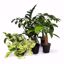 Picture of 5" Easy Care Foliage Assortment