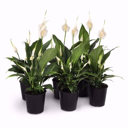 Picture of 5" Peace Lily Spath