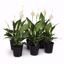 Picture of 5" Peace Lily Spath