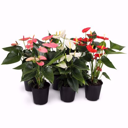 Picture of 5" Anthurium Assortment