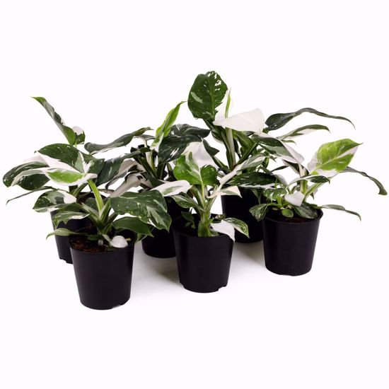 Picture of 5" White Varegated Philodendron