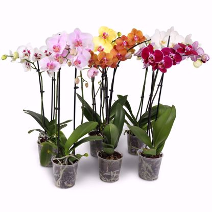 Picture of 5" Orchid Assortment