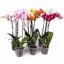 Picture of 5" Orchid Assortment
