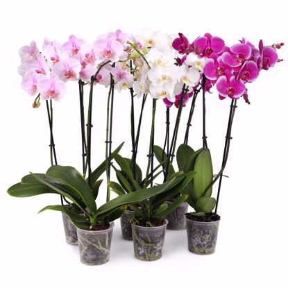 Picture of 5" Beauty Mix Orchid Assortment