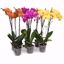 Picture of 5" Striking Mix Orchids