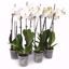 Picture of 5" White w/ Yellow Center Orchids