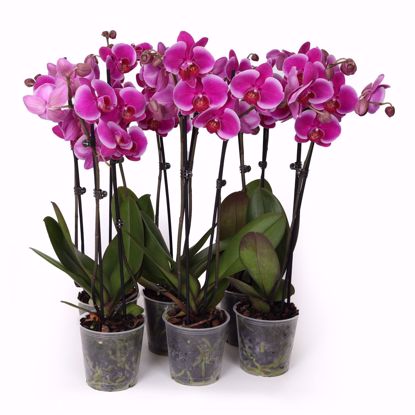 Picture of 5" Magenta w/ White Edge Orchids