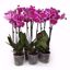 Picture of 5" Magenta w/ White Edge Orchids