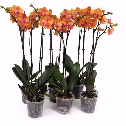 Picture of 5" Salmon Orchids