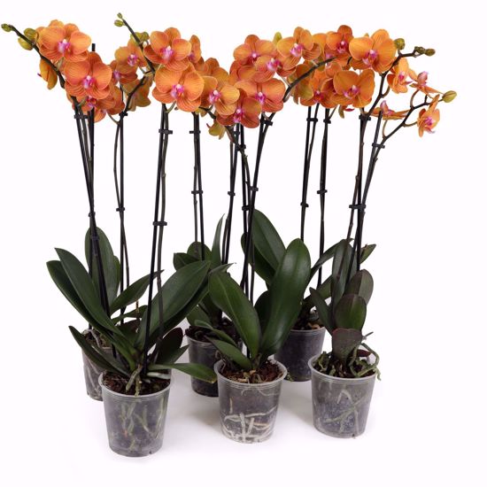 Picture of 5" Salmon Orchids