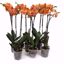Picture of 5" Salmon Orchids