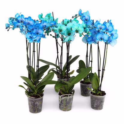 Picture of 5" Aqua Mix Watercolor Orchid