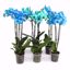 Picture of 5" Aqua Mix Watercolor Orchid