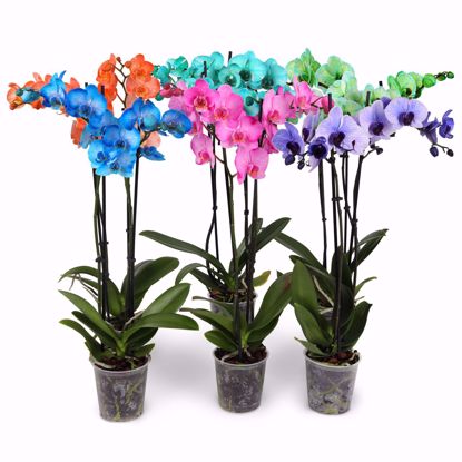 Picture of 5" Watercolor Orchid Assortment