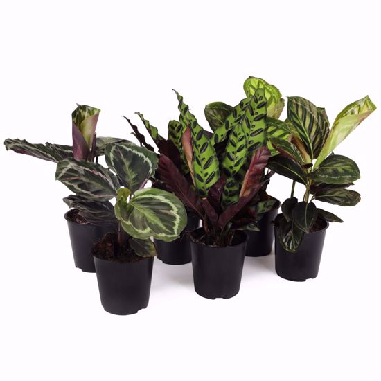 Picture of 5" Calathea Assortment