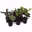 Picture of 5" Calathea Assortment