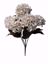 Picture of 17.75" Linen Hydrangea Bush x5