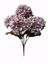 Picture of 17.75" Lilac Hydrangea Bush x5