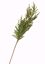 Picture of 37" Plastic Real Touch Austrian Pine Spray