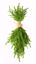 Picture of 31" Plastic Real Touch Austrian Pine Hanging Wall Decor