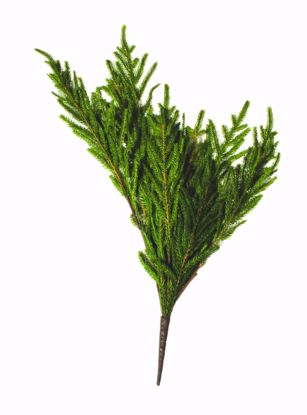 Picture of 28" Plastic Real Touch Austrian Pine Vine